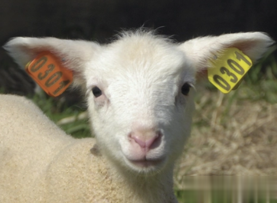 激光打標機在動物耳牌使用中有那些優勢呢  第1張